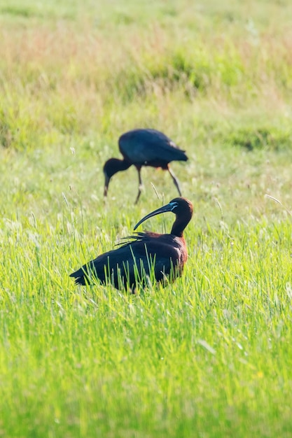 Zdjęcie glossy ibis plegadis falcinellus ptak pływający w naturalnym środowisku