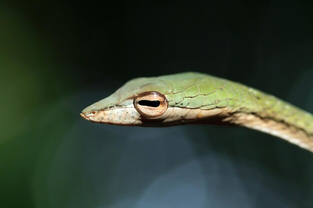 Głowa Azjatyckiego Vinesnake Zbliżenie Na Gałęzi Zbliżenie Zwierząt Azjatycki Widok Winorośli