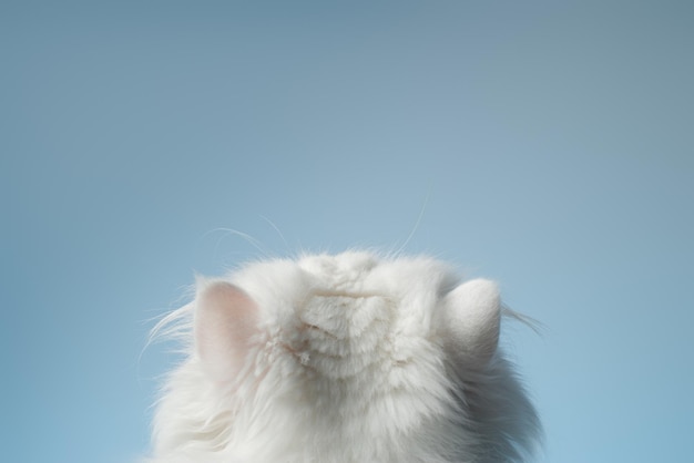 Głowa białego kota perskiego Widok z tyłu