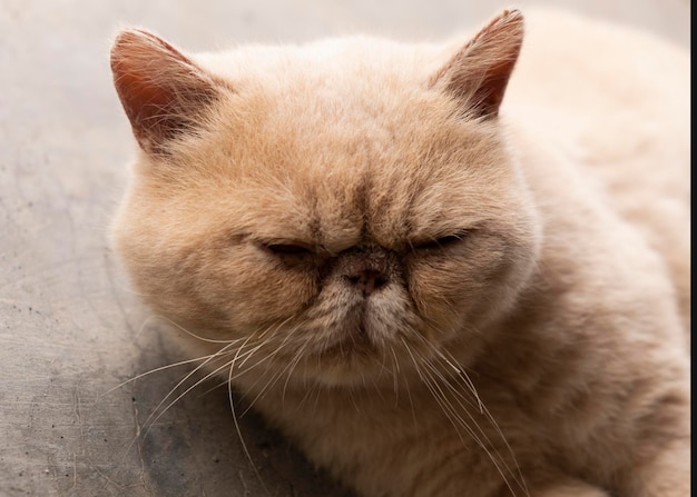 Głowa brązowego kota brytyjskiego krótkowłosego, kota domowego.