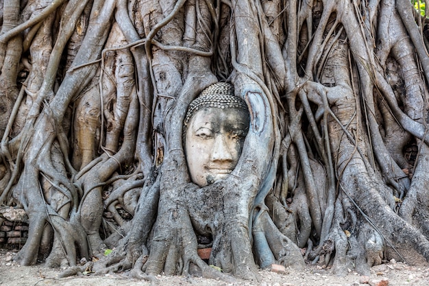 Głowa Buddy osadzona na drzewie Banyan, Ayutthaya, Tajlandia