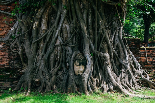 Głowa Buddy w korzeniach drzew w Wat Mahathat, Ayutthaya, Tajlandia