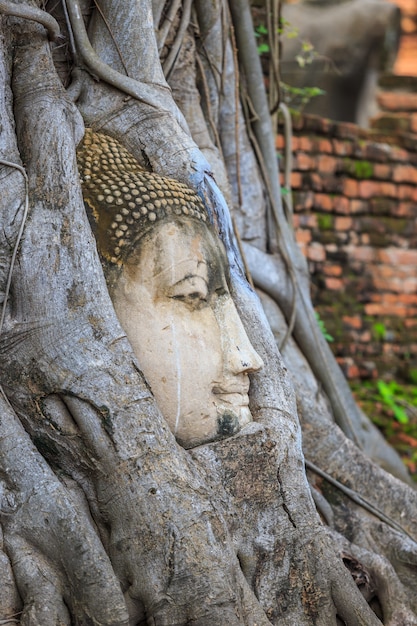 Głowa buddy z piaskowca w wielkim korzeniu drzewa