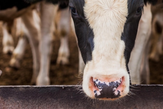 Głowa byka zbliżenie rosnące bullcalves do uboju