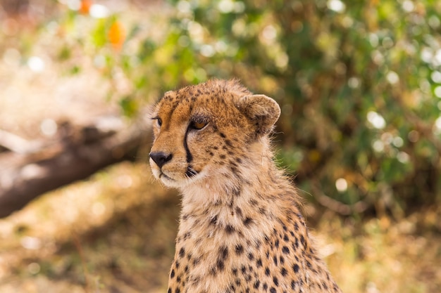 Głowa dużego geparda Masai Mara Kenia