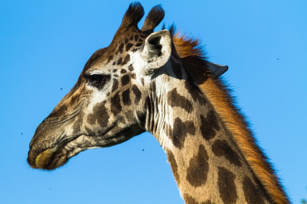 Głowa Dużej żyrafy. Serengeti, Tanzania