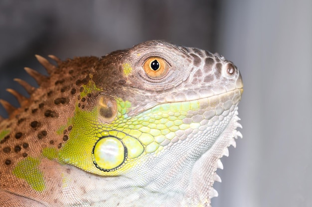 Głowa gadów zielona iguana z łaciastymi