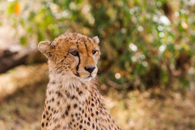 Głowa Geparda Masai Mara Kenia