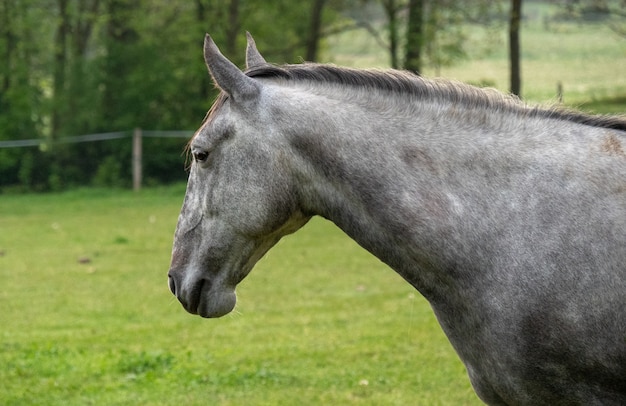 Głowa jasnoszarego hiszpańskiego konia