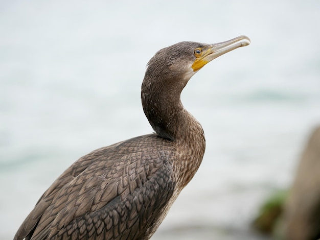 Głowa kormorana zbliżenie na tle wody