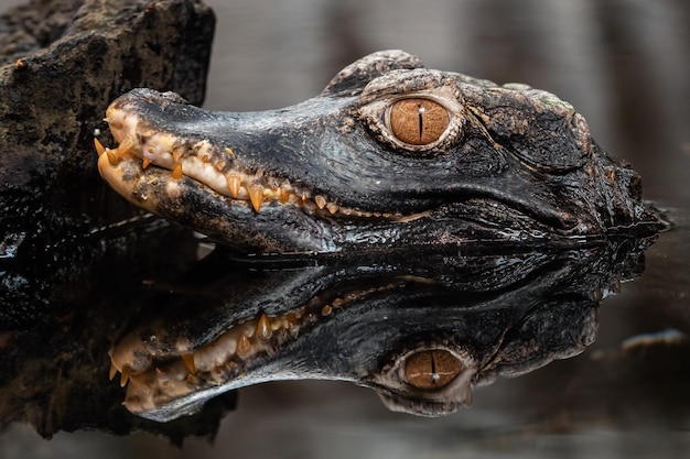 Głowa Krokodyla Paleosuchus Palpebrosus Kajman Karłowaty