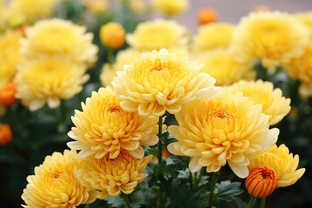Głowa kwiatu żółtej chryzantemy Piękny kwiatowy wzór na tle przyrody