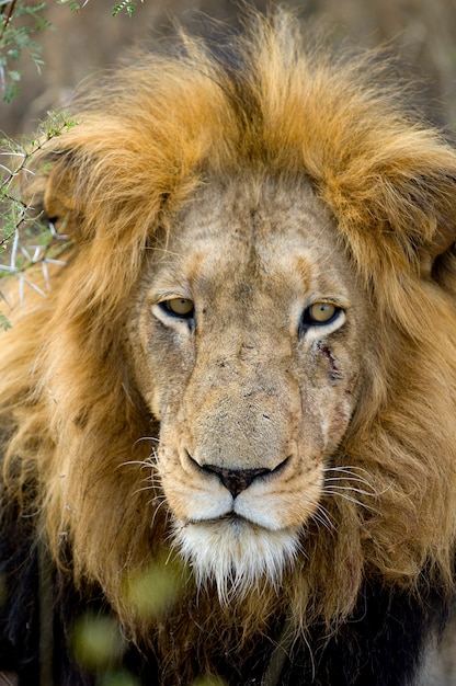 Głowa lwa - Panthera Leo na wolności