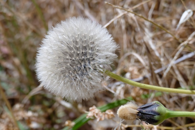 Głowa Nasion Mniszka Lekarskiego (taraxacum)