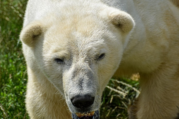 Głowa niedźwiedzia polarnego z bliska