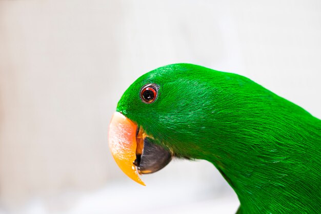 Głowa Papugi Z Zielonymi Piórami