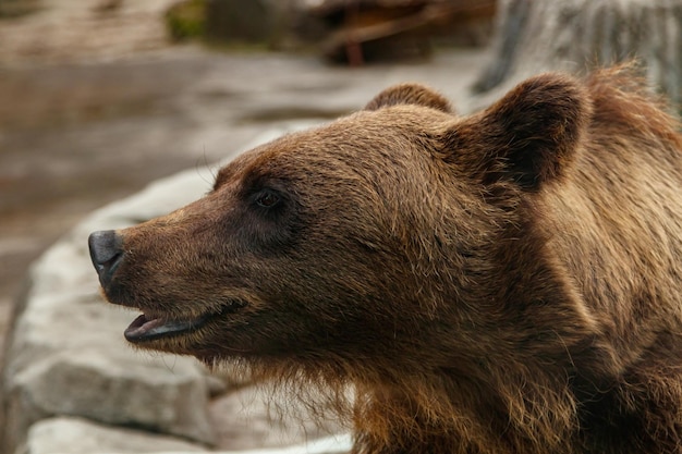 Głowa pięknego niedźwiedzia brunatnego