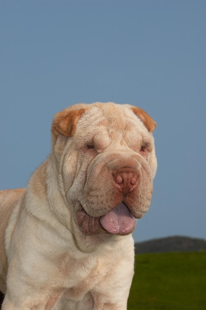 Głowa portret psa rasowego shar pei w polu na tle błękitnego nieba