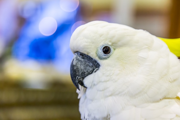 Głowa żółtego Czubatego Kakadu (cacatua Sulphurea) W Parku