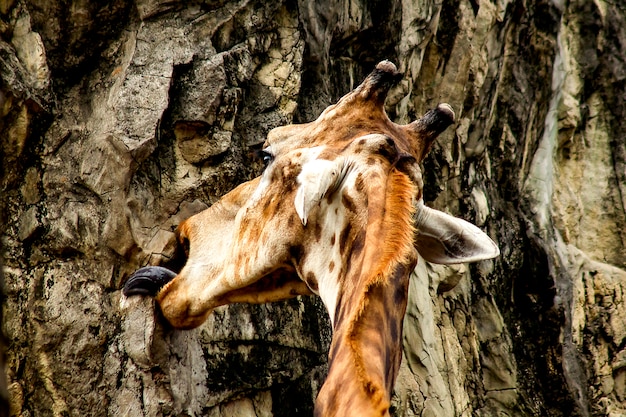 Głowa żyrafa W Chodzeniu Do Zoo