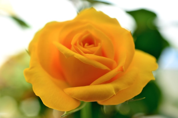 główka kwiatu żółtej róży z płatkami na białym tle, makro