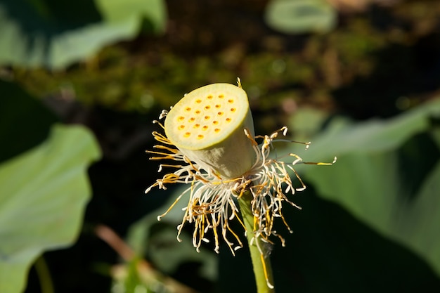 Główka Nasion Kwiatu Lotosu (nelumbo Nucifera).