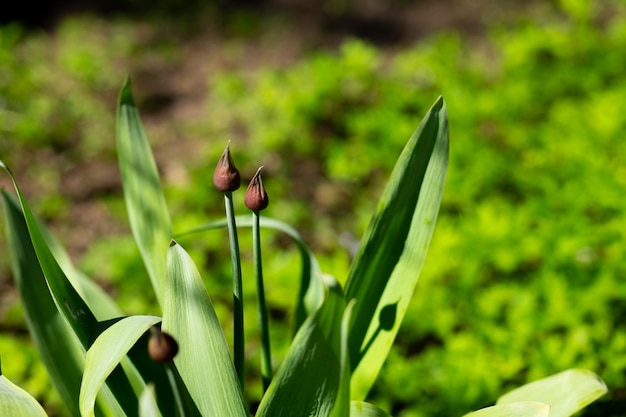 Główki kwiatowe pora w nasionach Kwitnący ogród jadalna zielona roślina Allium z pręcikiem i pyłkiem Naturalny składnik warzywny Natura tło Cebula Nasiona Kwiat na zielonym tle