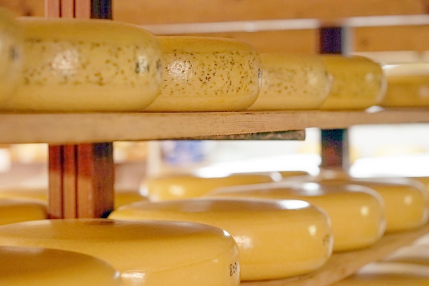 Główki sera na drewnianych półkach w prywatnej mleczarni