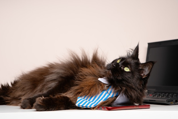 główny kot coon w krawacie w paski z laptopem w pokoju