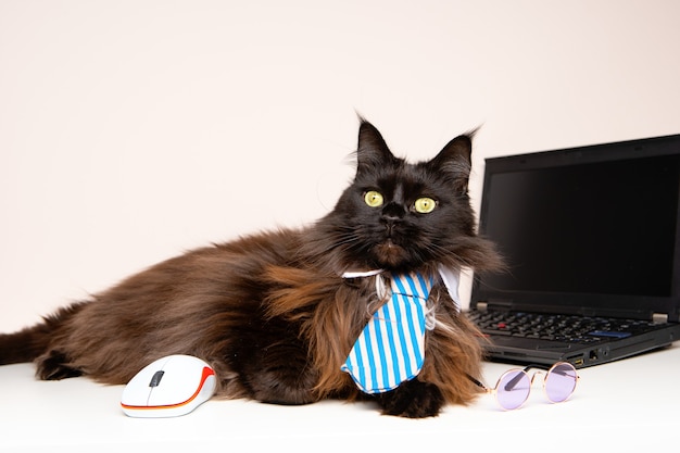 główny kot coon w krawacie w paski z laptopem w pokoju
