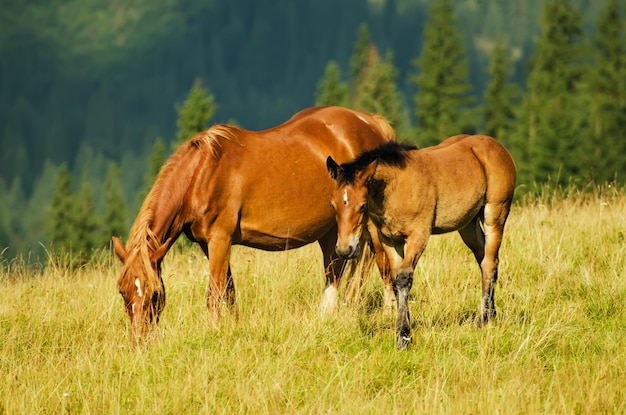 Gniady koń ze źrebięciem pasie się w górach o zachodzie słońca naturalne tło