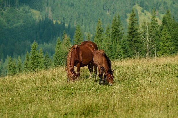 Gniady koń ze źrebięciem pasie się w górach w słoneczny dzień naturalnego tła