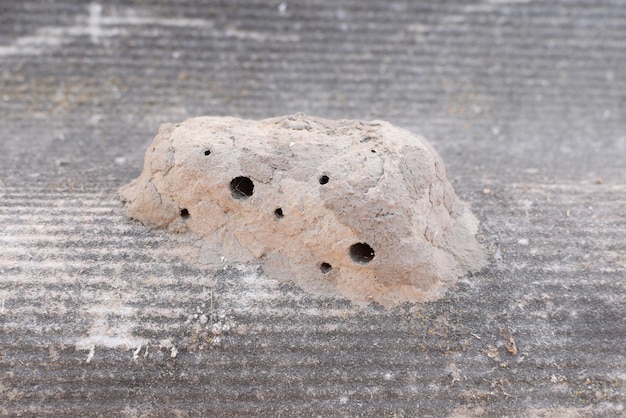 Gniazda glinianych os. W gnieździe można umieścić glinianą kamerę i przechowywać pożywienie dla ich larw. Gniazdo posiada otwory wejściowe i wentylacyjne.