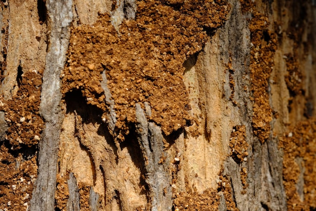 gniazda termitów w gnijących pniach drzew. Termity to owady, które lubią jeść drewno. Izoptera