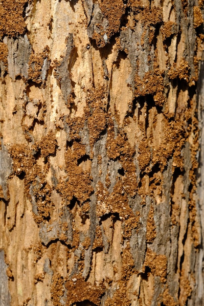 gniazda termitów w spróchniałych pniach drzew. termity to owady, które lubią jeść drewno. równoskrzydłe.