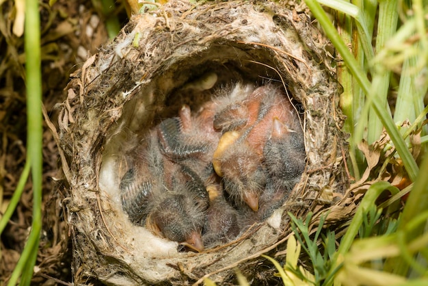 Gniazdo i pisklęta szczygieł Carduelis carduelis