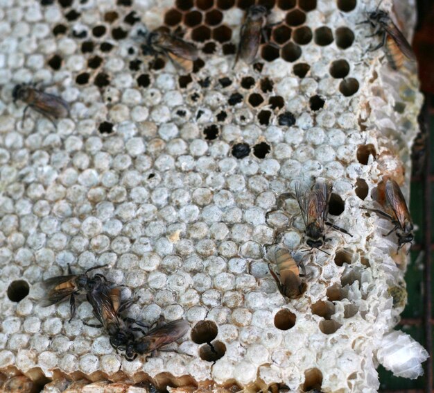 Zdjęcie gniazdo pszczoły