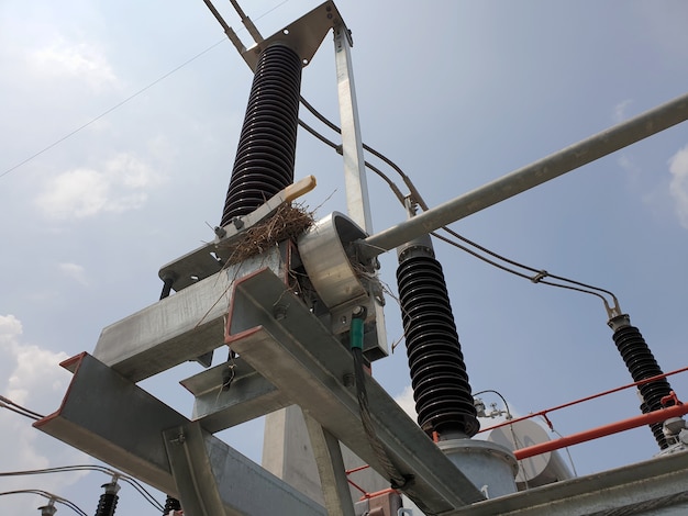 Gniazdo ptaków na podstawie uziemnika 115 kV w rozdzielni