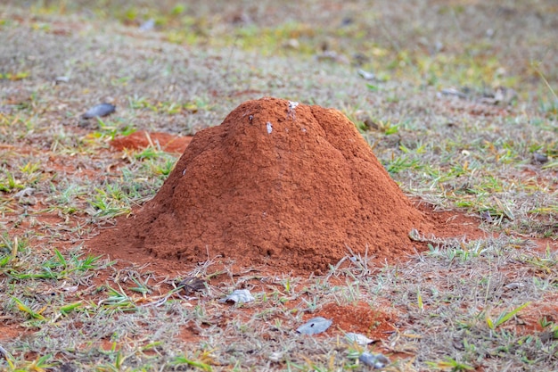 Gniazdo termitów odizolowane na środku pola brazylijskiego biomu cerrado