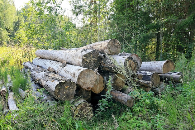 Gnijące Kłody Kiści Brzóz W Zaroślach Leśnych Ochrona środowiska Leśnictwo