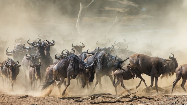 Gnu Biegają Po Sawannie. Wielka Migracja. Kenia. Tanzania. Park Narodowy Masai Mara. Efekt Ruchu.