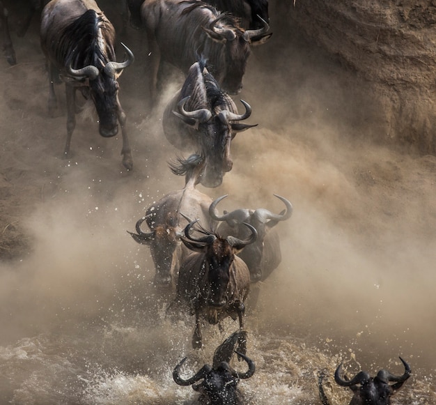 Gnu biegną do rzeki Mara. Wielka migracja. Kenia. Tanzania. Park Narodowy Masai Mara.