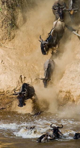 Gnu biegną do rzeki Mara