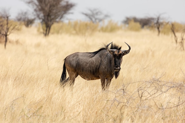 Gnu Błękitne W Parku Narodowym Etosha Namibia