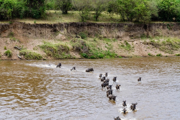 Gnu (Connochaetes) przekraczające rzekę Mara w parku narodowym Serengeti. Wielka migracja. Zdjęcie dzikiej przyrody