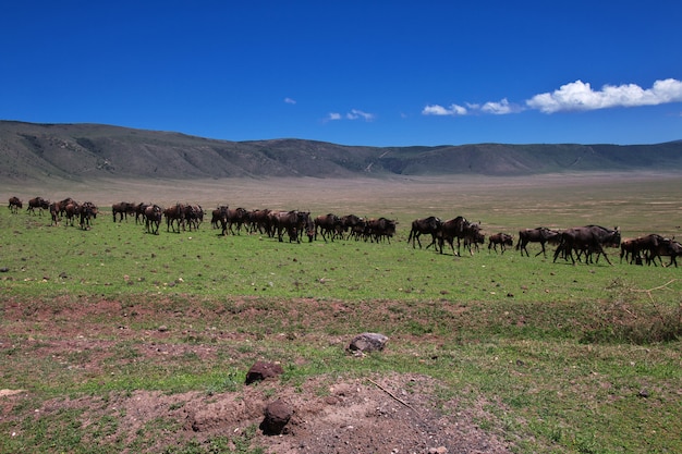 Gnu Na Safari W Kenii I Tanzanii W Afryce