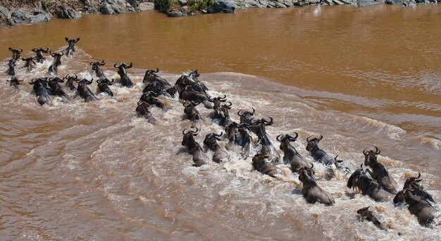 Gnu Przepływają Przez Rzekę Mara. Wielka Migracja. Kenia. Tanzania. Park Narodowy Masai Mara.