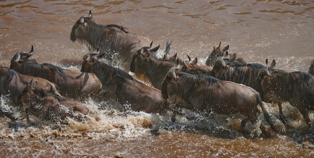 Gnu przepływają przez rzekę Mara. Wielka migracja. Kenia. Tanzania. Park Narodowy Masai Mara.