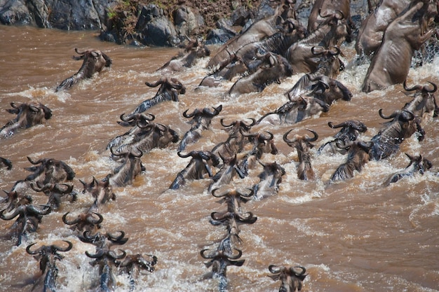 Gnu przepływają przez rzekę Mara. Wielka migracja. Kenia. Tanzania. Park Narodowy Masai Mara.