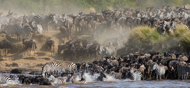 Gnu Przepływają Przez Rzekę Mara. Wielka Migracja. Kenia. Tanzania. Park Narodowy Masai Mara.